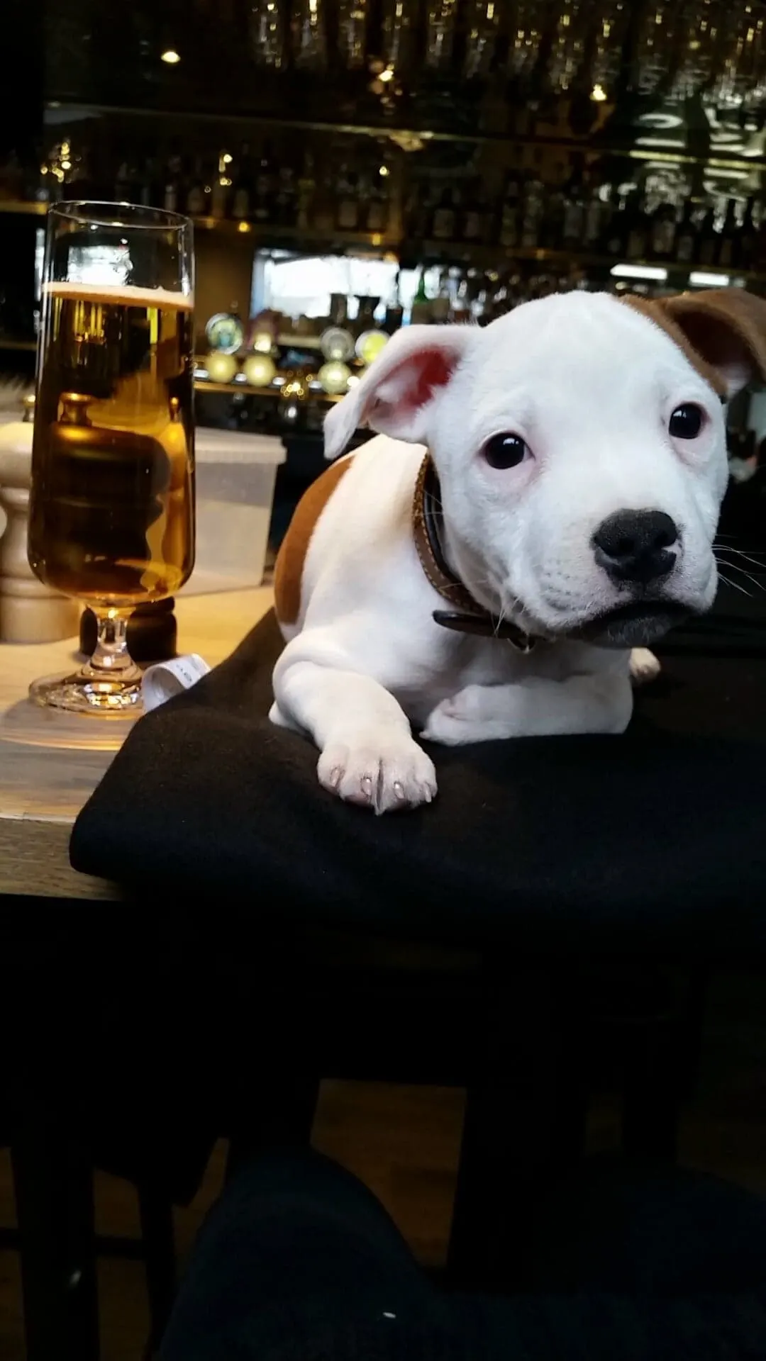 Hund på Humms uteservering